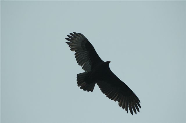Turkey Vulture thermal soaring.